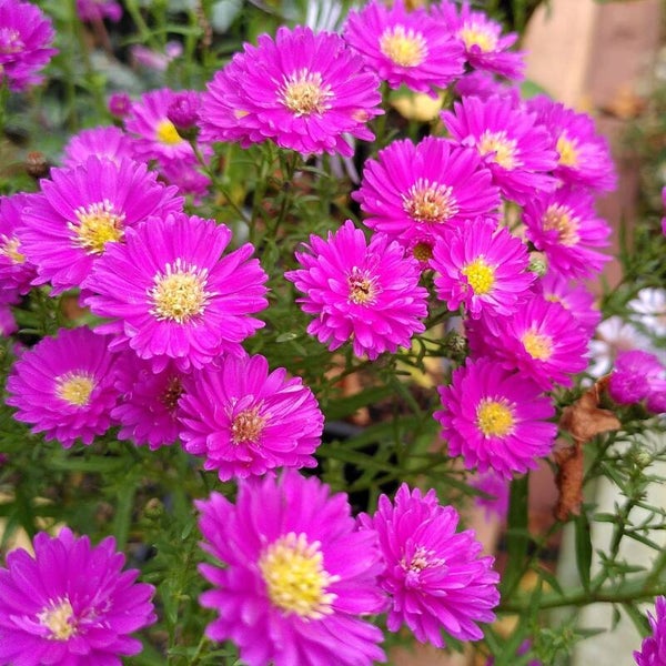 Aster 'Pixie Red Eye'