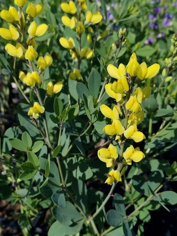 Baptisia 'American Goldfinch' (R)