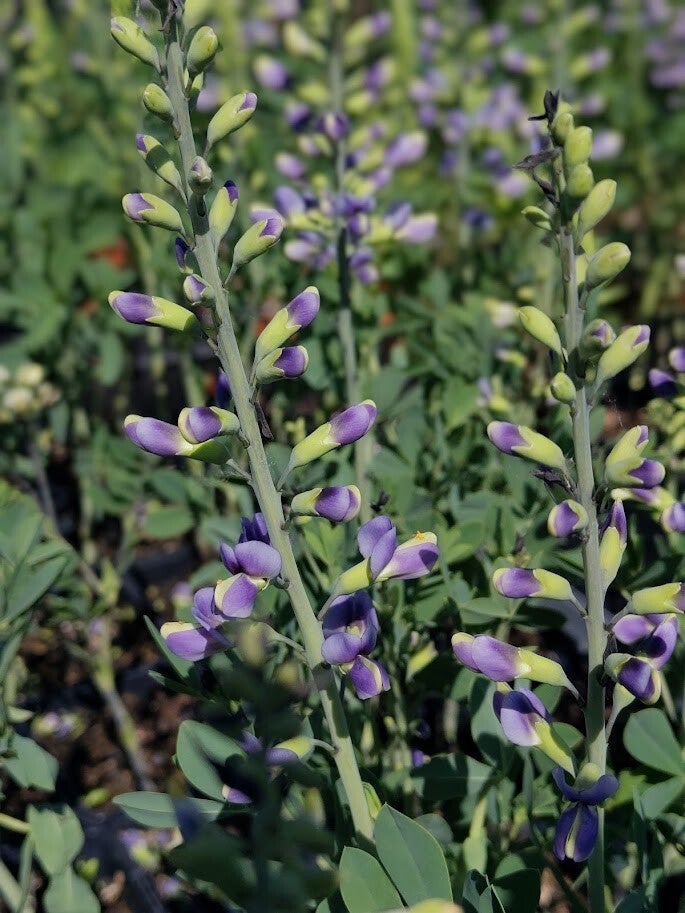 Baptisia 'Blue Bubbly' (R)