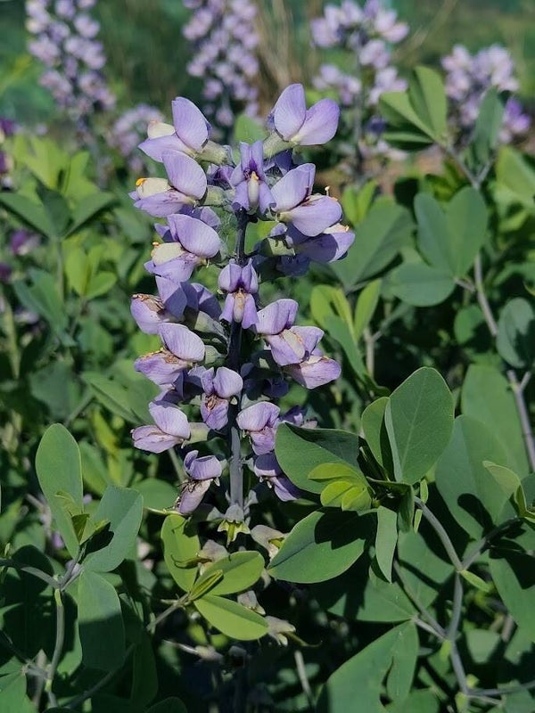 Baptisia 'Blue Towers'