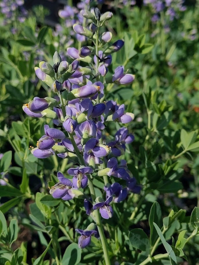 Baptisia 'Blueberry Sundae'