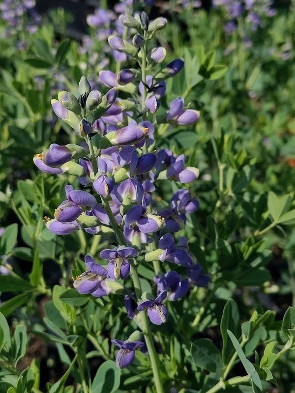 Baptisia 'Blueberry Sundae'
