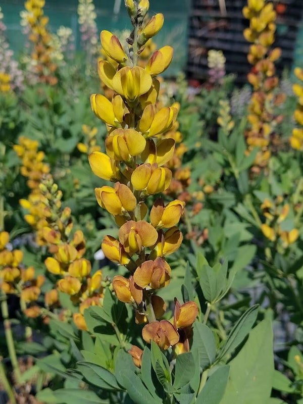 Baptisia 'Brownie Points' (R)