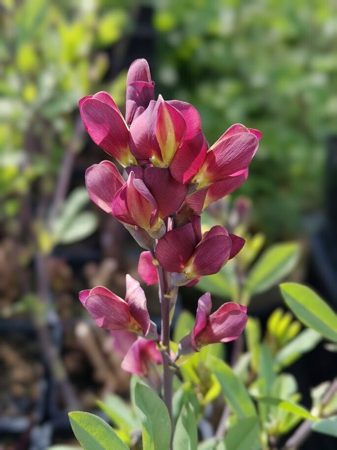Baptisia 'Burgundy Blast' (R)