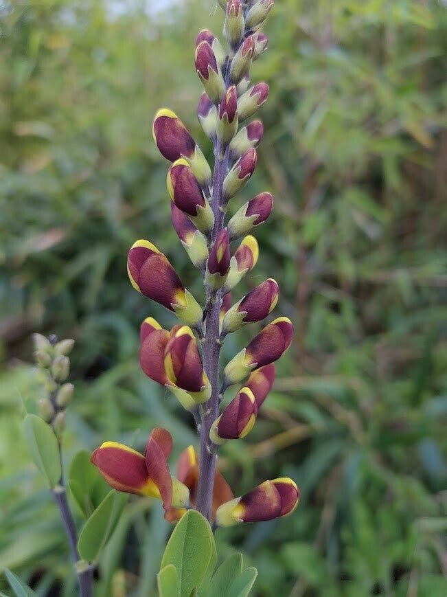 Baptisia 'Cherries Jubilee' (R)