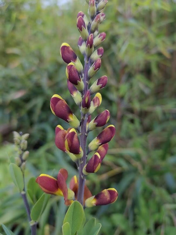 Baptisia 'Cherries Jubilee' (R)