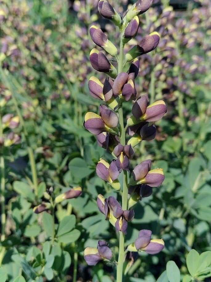 Baptisia 'Dutch Chocolate' (R)