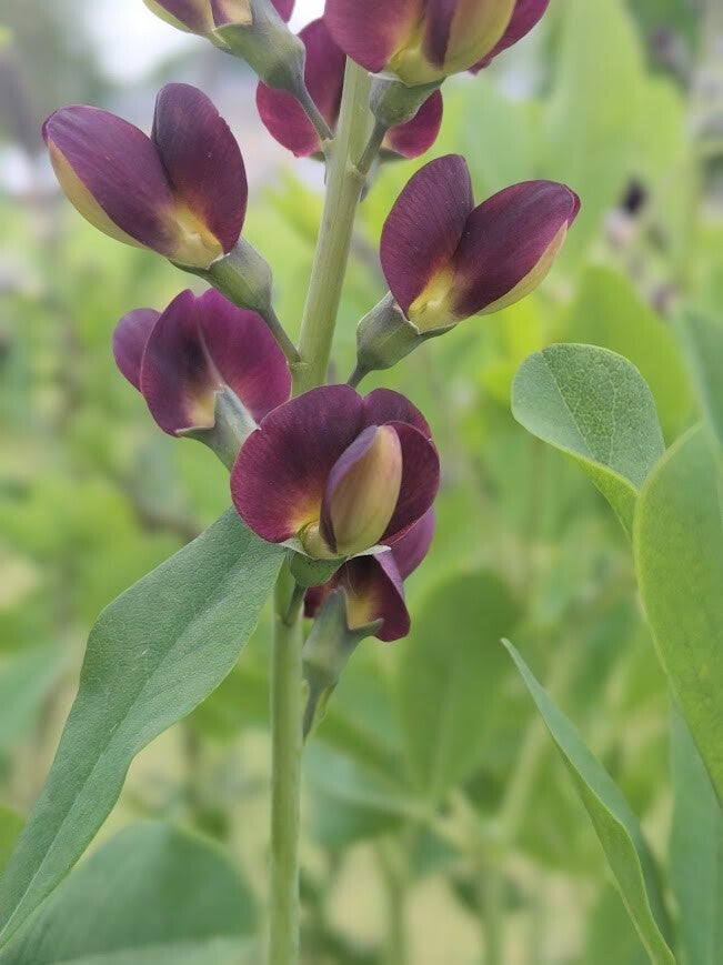 Baptisia 'Grape Taffy'
