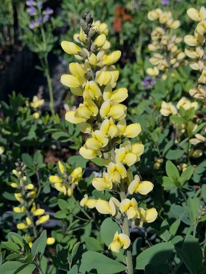 Baptisia 'Lemon Meringue'