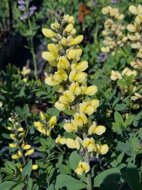Baptisia 'Lemon Meringue'