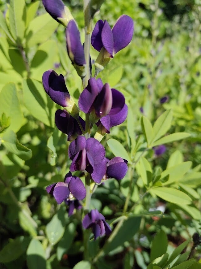 Baptisia 'Nachthemel'