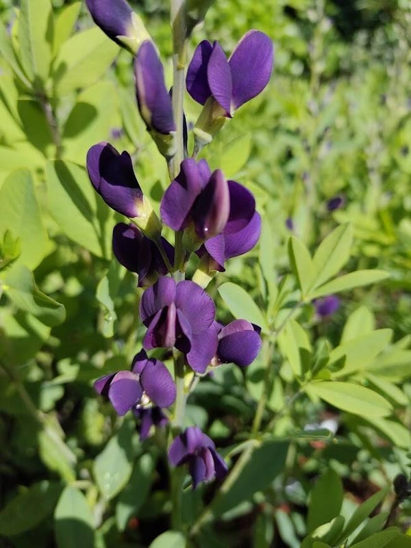 Baptisia 'Nachthemel'