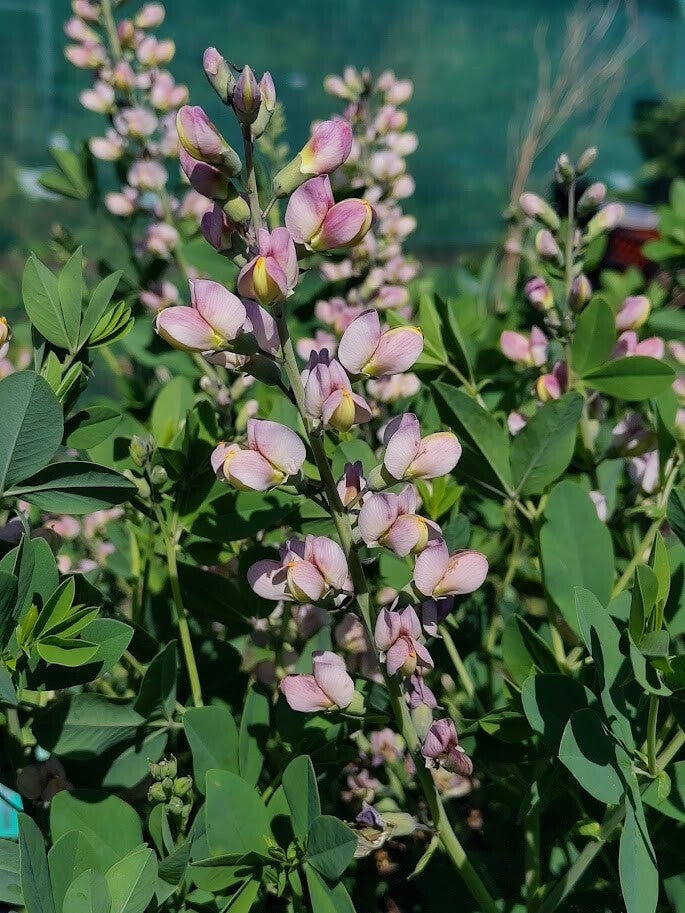 Baptisia 'Pink Truffles'