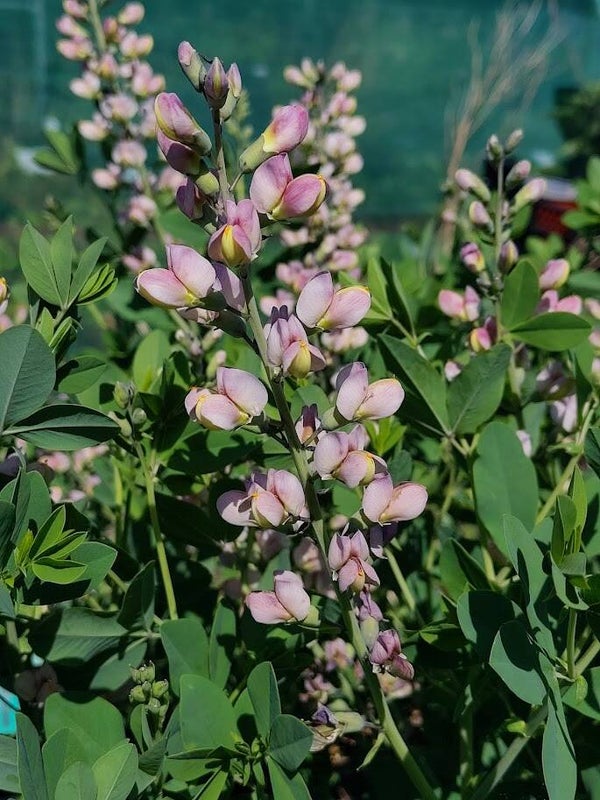 Baptisia 'Pink Truffles'