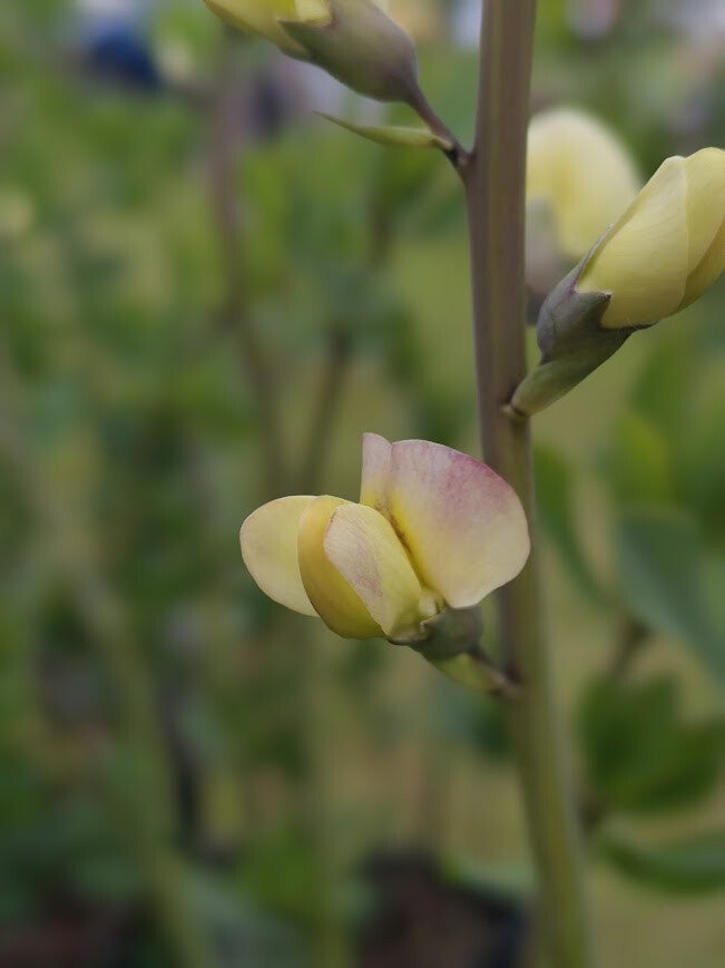 Baptisia 'Pink Lemonade' (R)