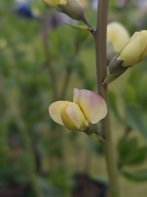 Baptisia 'Pink Lemonade' (R)