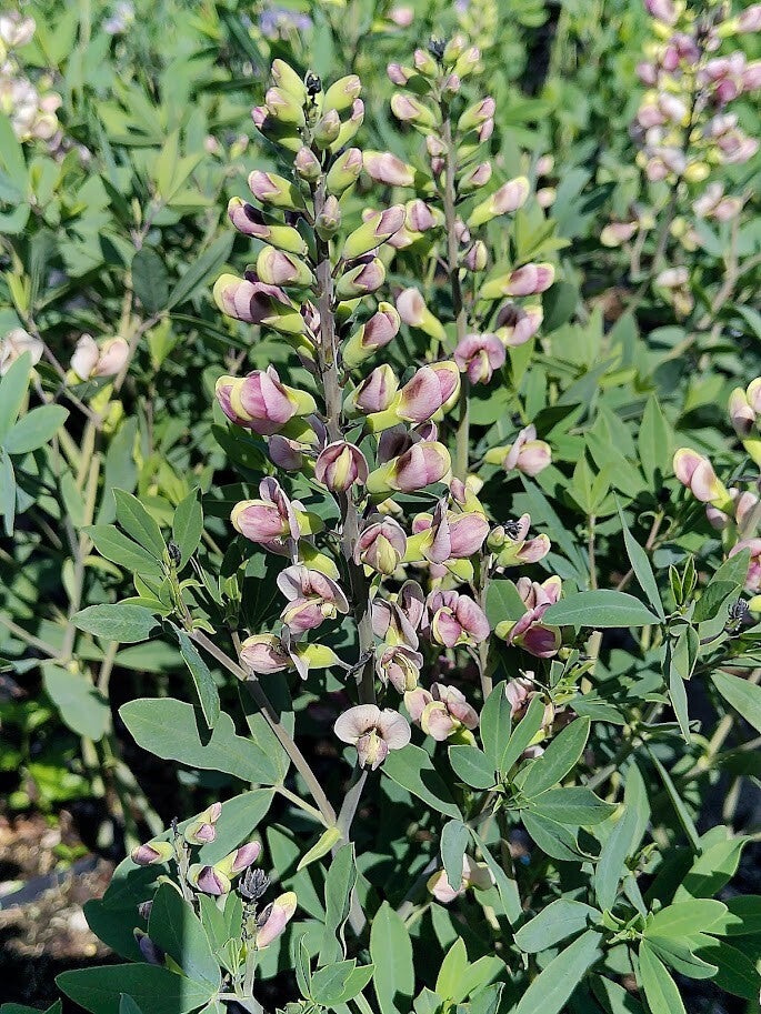 Baptisia 'Plum Rosy'