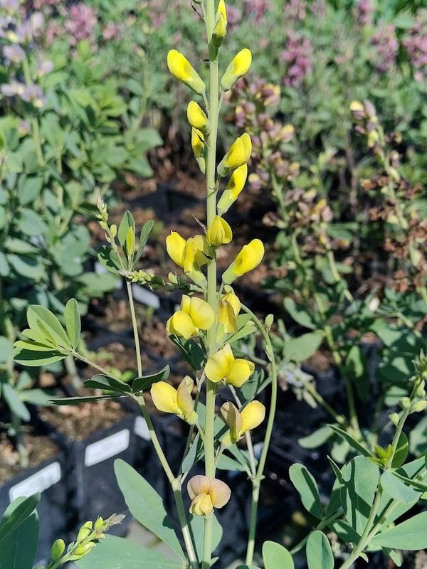 Baptisia 'Solar Flare' (R)