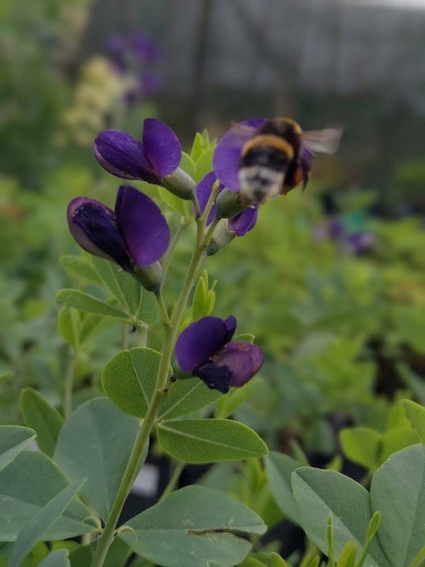 Baptisia 'Sparkling Sapphires'