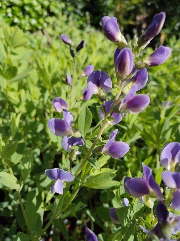 Baptisia 'Starlite Prairieblues'