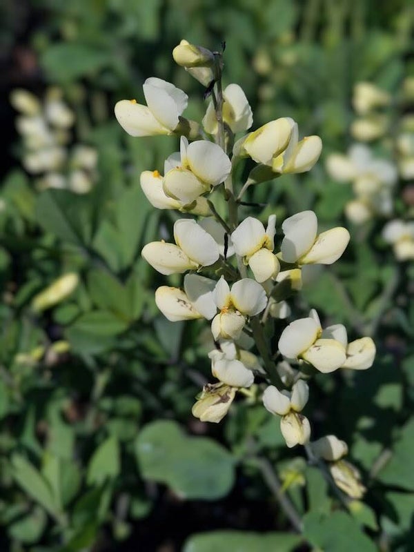 Baptisia 'Vanilla Cream' (R)