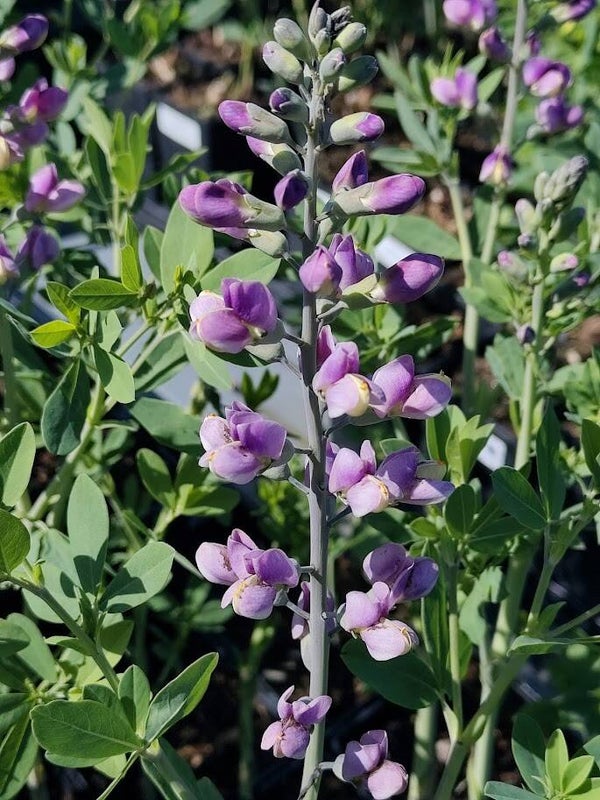 Baptisia 'Violet Dusk' (R)