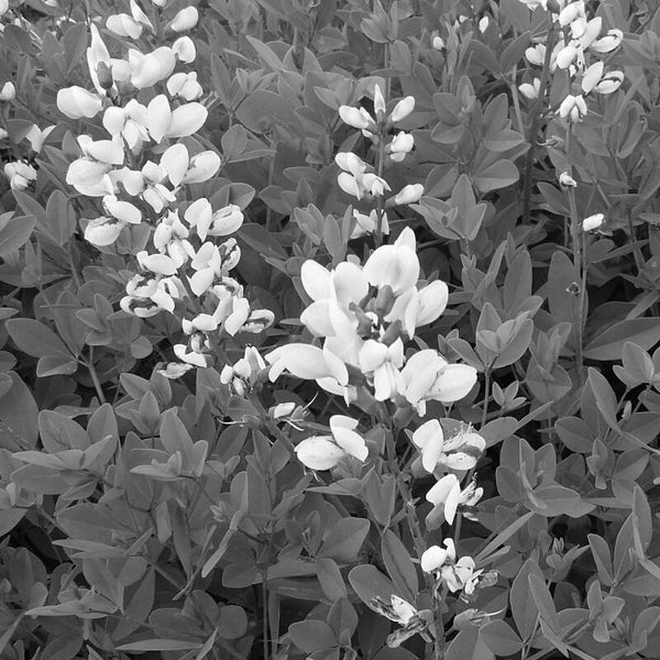 Baptisia 'Nachthemel'