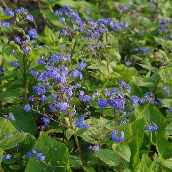 Brunnera macrophylla 'Blue Ocean' (R)