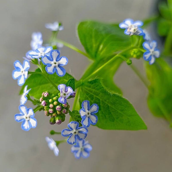 Brunnera macrophylla 'Starry Eyes' TM