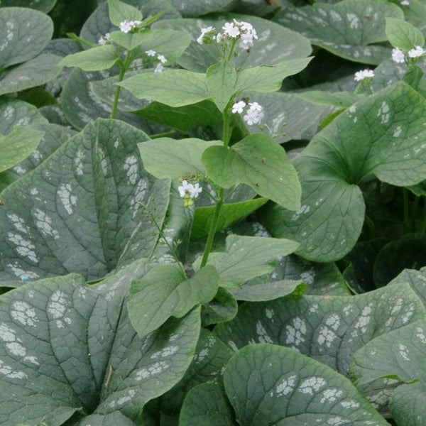 Brunnera macrophylla  'White Zebra'