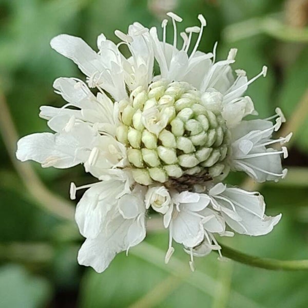 Cephalaria radiata