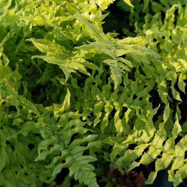 Dryopteris dickinsii 'Crispa'