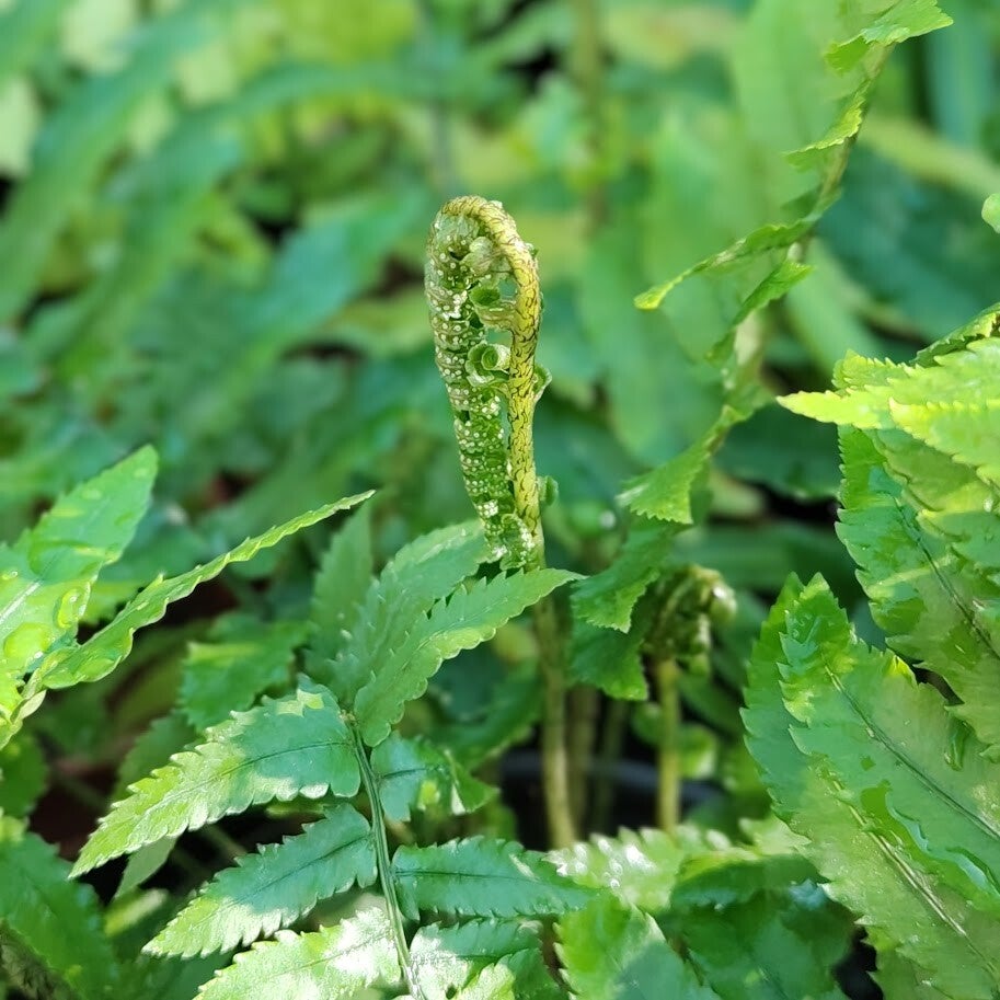 Dryopteris cycadina