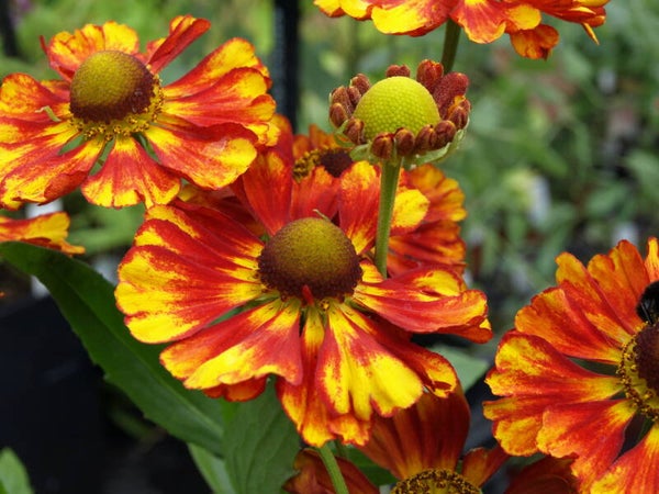 Helenium 'Ragamuffin'