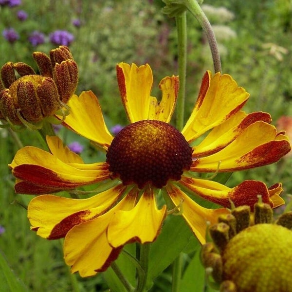 Helenium 'Rauchtopas'