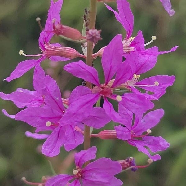 Lythrum virgatum 'Swirl'