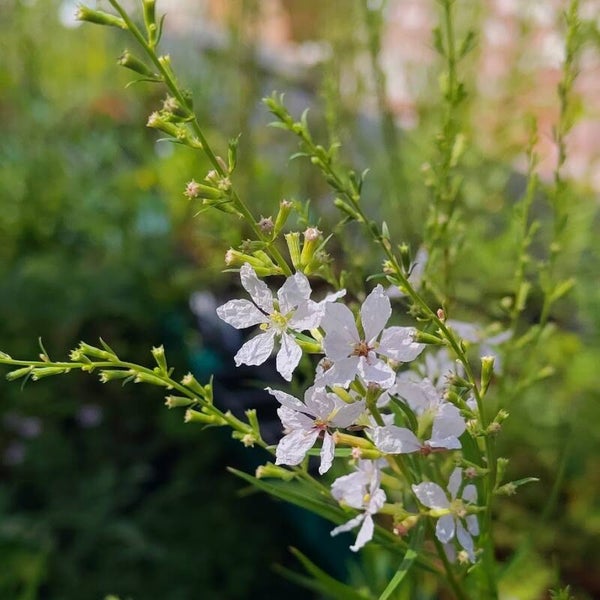Lythrum virgatum 'White Swirl'