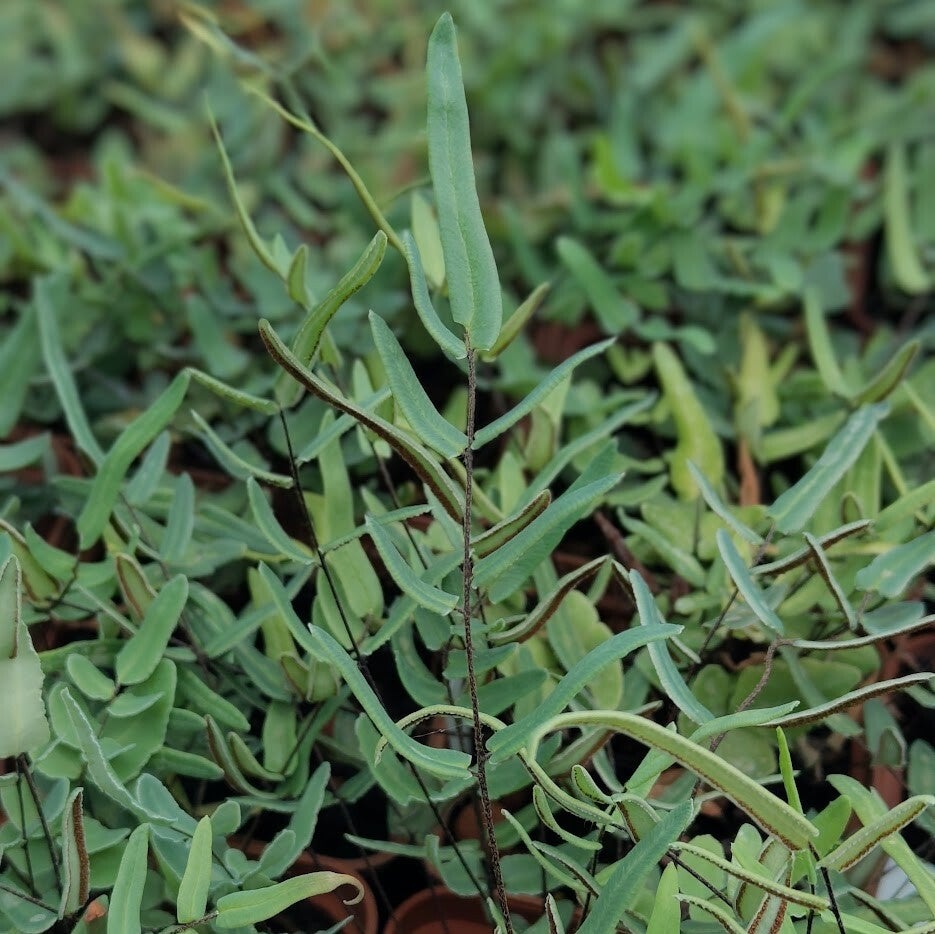 Pellaea atropurpurea