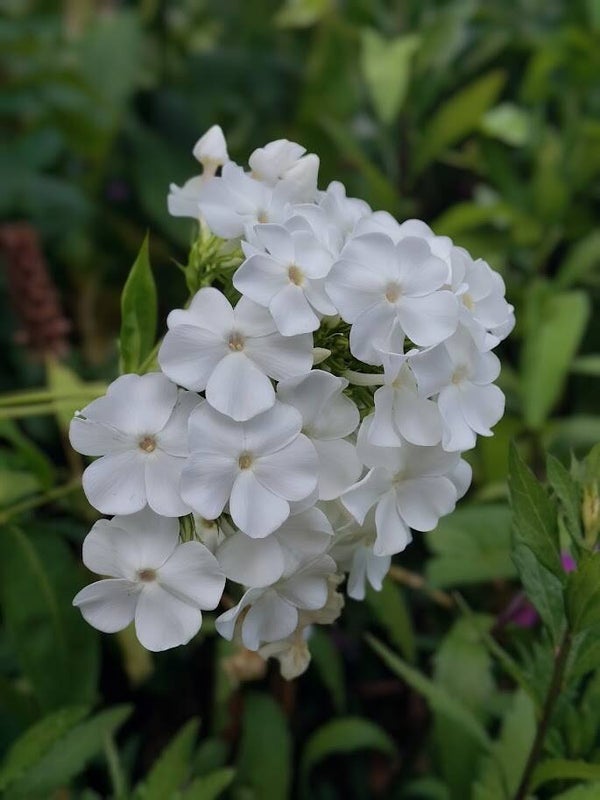 Phlox amplifolia 'White Clouds'