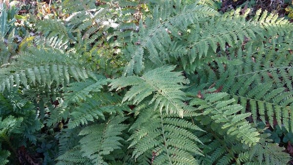 polystichum braunii
