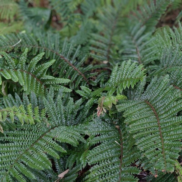 Polystichum polyblepharum