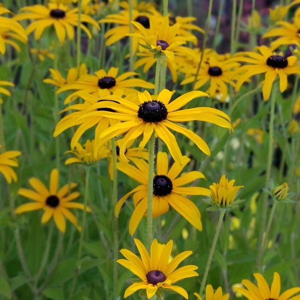 Rudbeckia fulgida var. deamii