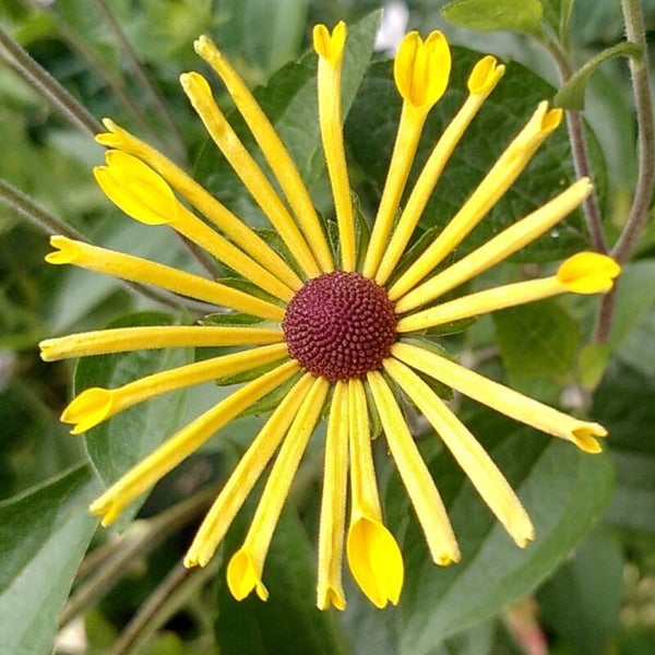 Rudbeckia subtomentosa 'Little Henry' (R)