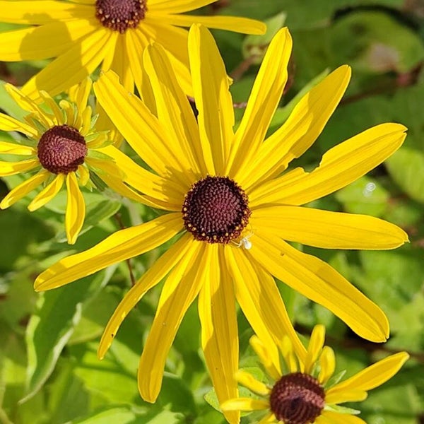 Rudbeckia subtomentosa