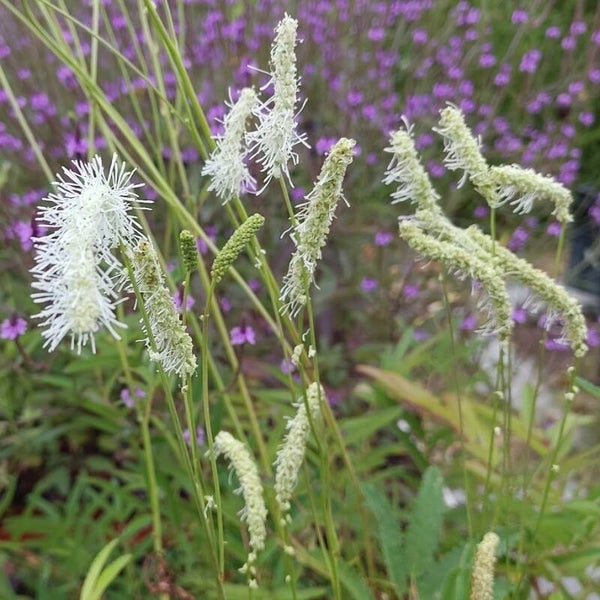 Sanguisorba 'Figaro'