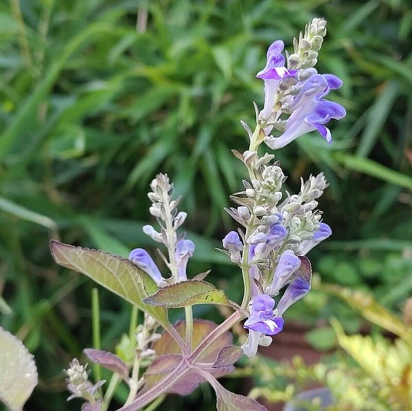 Scutellaria incana coll.  Missouri, donker