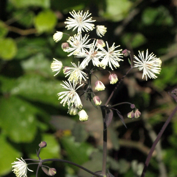 Thalictrum 'Ghent Ebony' (R)