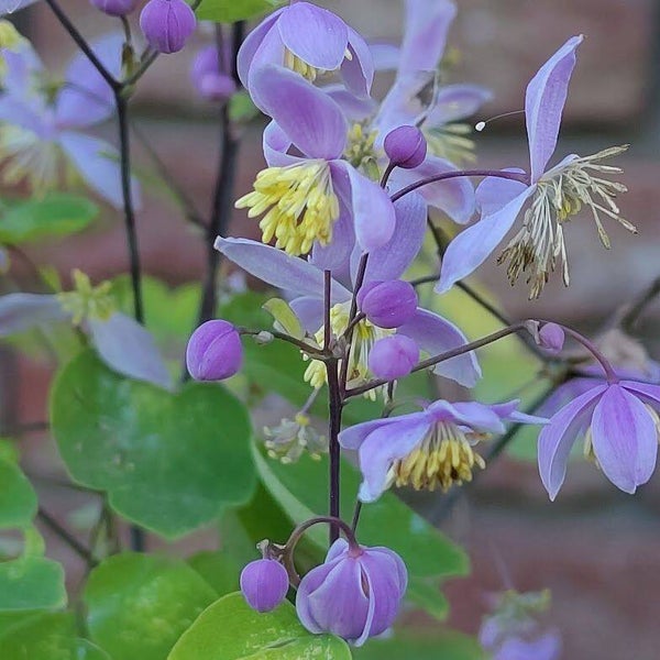 Thalictrum rochebruneanum var. grandisepalum