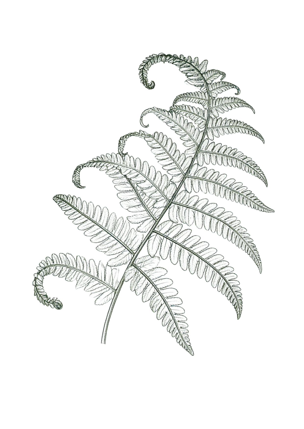 Polypodium vulgare