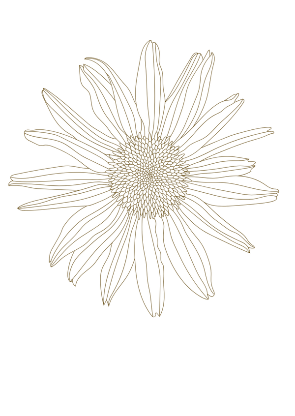 Monarda bradburiana 'Maramek'